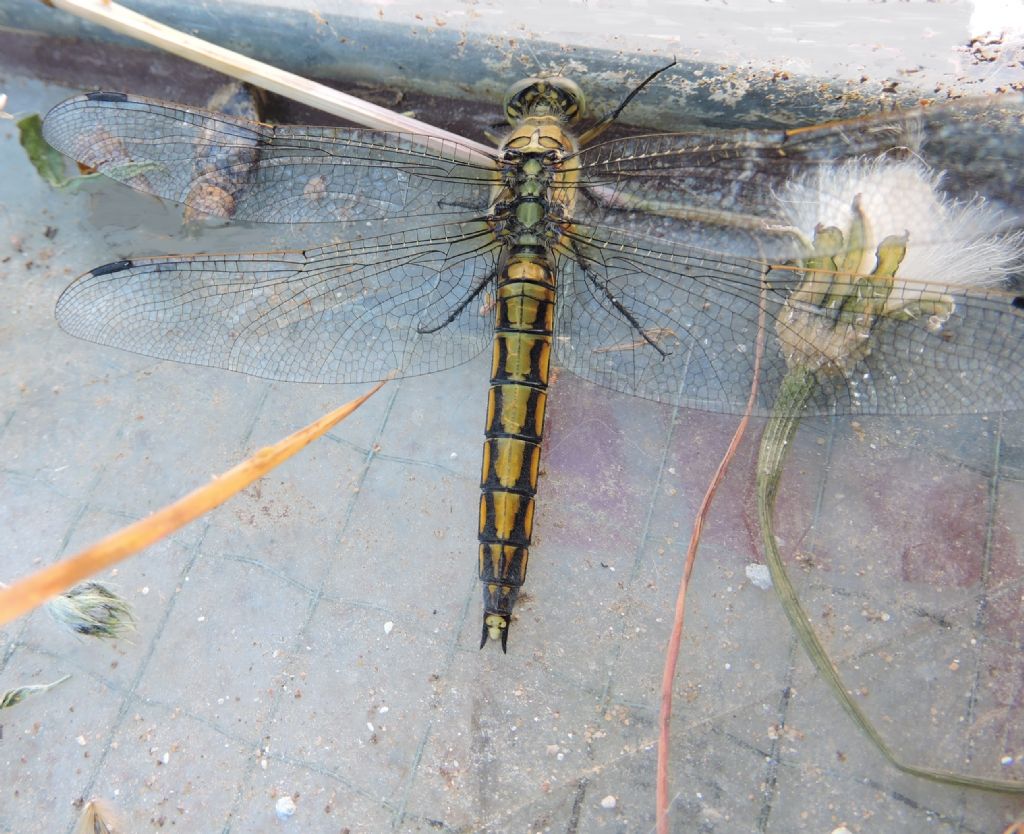 Orthetrum cancellatum, femmina